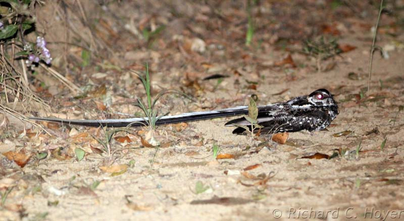 …and Long-trained Nightjar, if the stake-out cooperates.